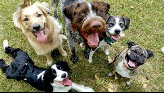 Cute pack of Dogs posing