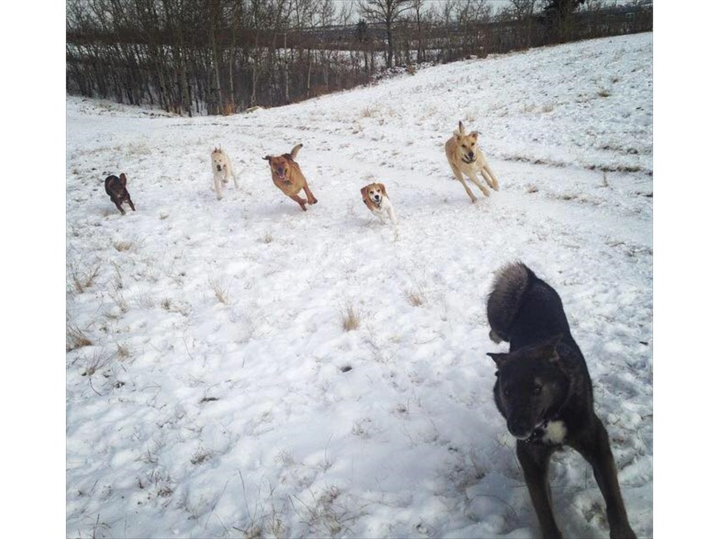 The pack running around on a winter day