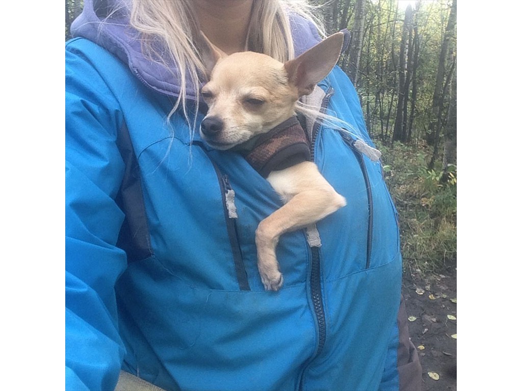 Nacho, a little chihuahua was cold on one of our walks so I put him in my jacket with me