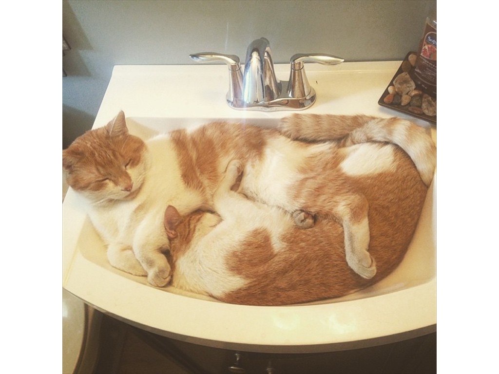 Our two cats cuddled up in the bathroom sink. They think its their bed,