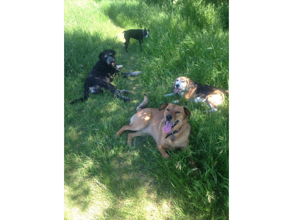 The pack resting under a shady tree after a walk on a beautiful summer day