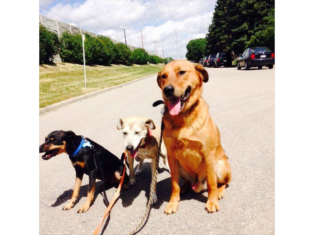 Another 3 pups out for a leash walk on a hot summer day
